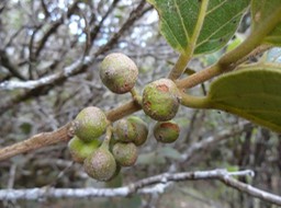 DSC04568 Monimia mapou fruits