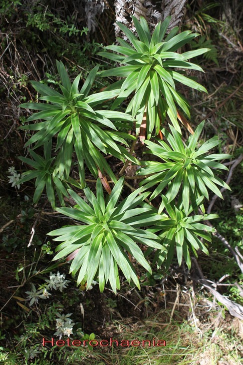 Heterochaenia sp