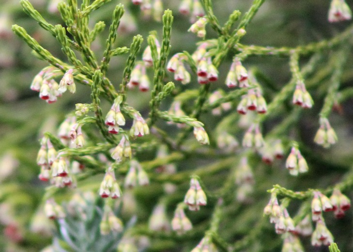 Inflorescence du Branle vert