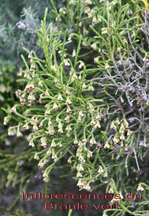 Inflorescences du Branle vert