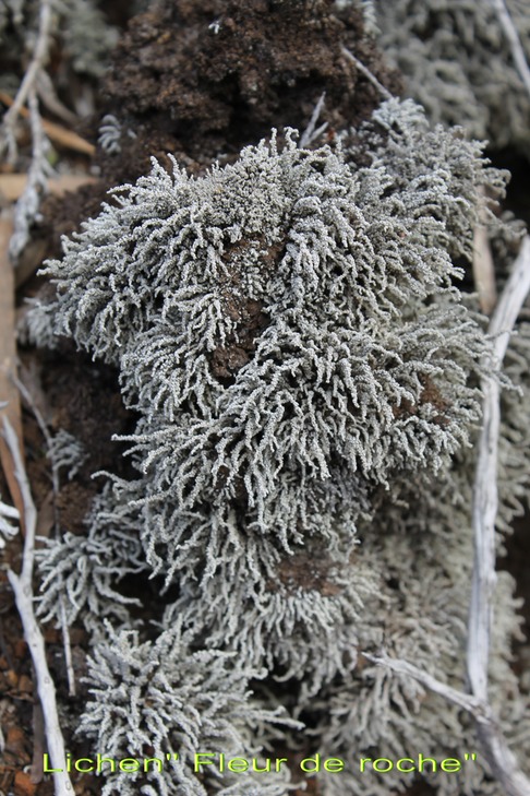 Lichen - Stereocaulon vulcani