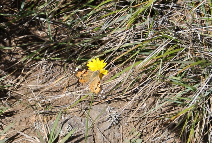 Papillon