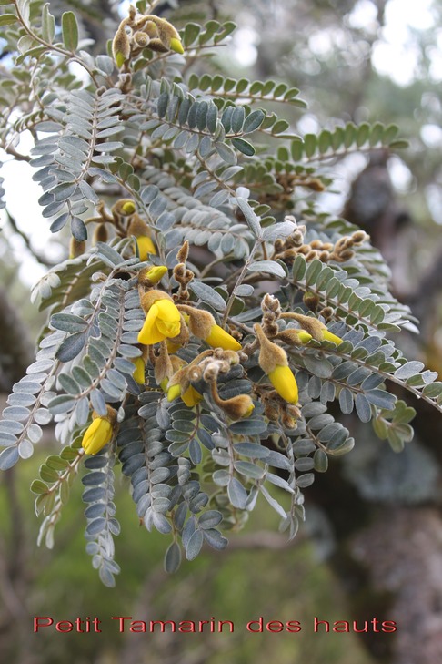 Petit Tamarin des hauts - Sophora denudata - Fabacée - B