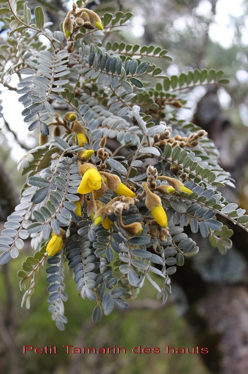 Petit Tamarin des hauts avec fleurs