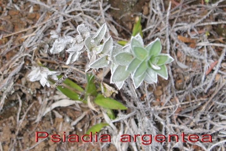 Psiadia argentea - Astéracée - B