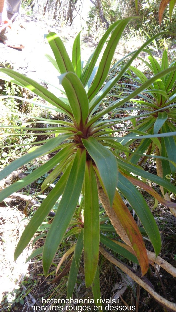 P1380474