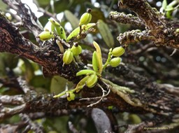 Angraecum tenellum P1170023