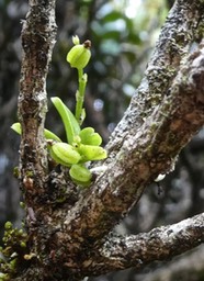 Angraecum tenellum P1170037