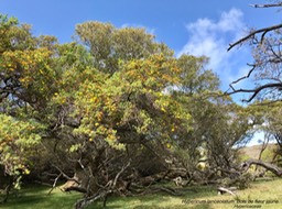 Hypericum lanceolatum . Bois de fleur jaune