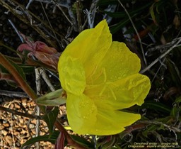 Oenothera strictq Onagre raide P1160884