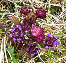 Prunella vulgaris Herbe catois Brunelle P1160933