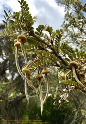 Sophora denudata. Petit tamarin des hauts