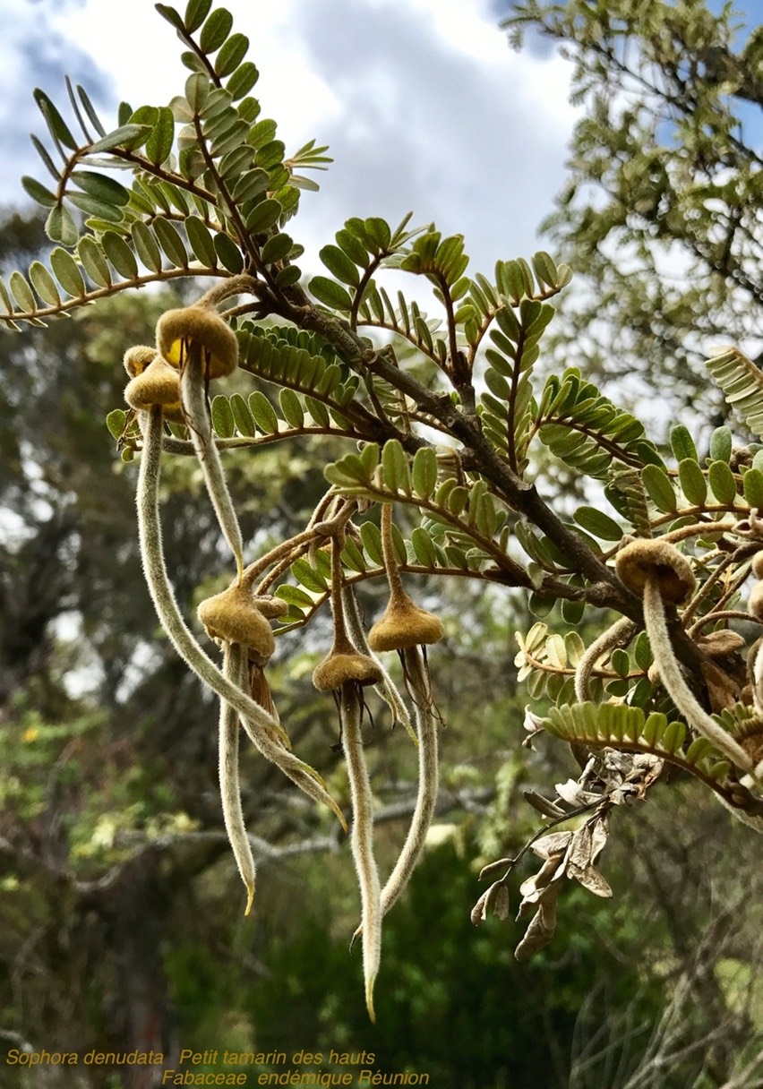 Sophora denudata. Petit tamarin des hauts