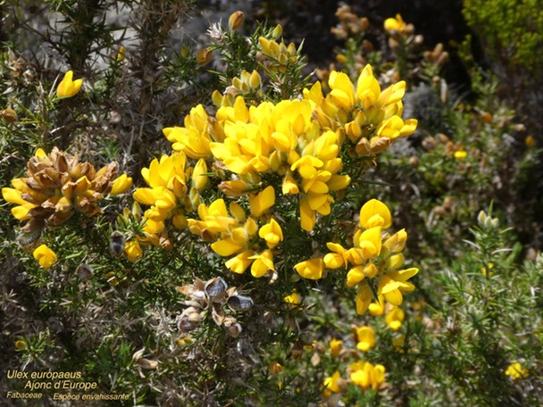 Ulex europaeus Ajonc d'Europe P1160924