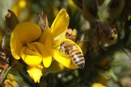 Abeille butinant une fleur d'Ajonc d'Europe