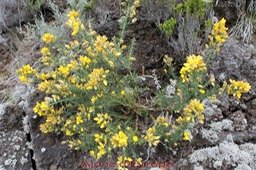 Ajonc d'Europe - Ulex europaeus - Fabacée - exo
