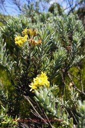 Ambaville blanche -Hubertia tomentosa