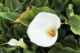 Arum- Zanthedeschia aethiopica- Aracée-exo