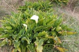 Arum