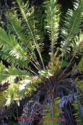 Blechnum tabulare-Blechnacée-I