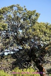 Bois de fer bâtard- Sideroxylon borbonicum - Sapotacée - B