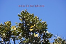 Bois de fer bâtard