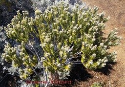 Branle bâtard- Philica nitida- Rhamnacée -I