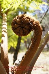 Crosse de Fanjan femelle- Cyathea glauca - Cyatheacée-B