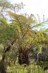 Cyathea glauca - Cyatheacée - B