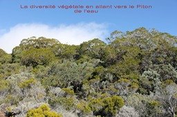 Diversité végétale