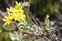 Fleurs de l'Ambaville blanche