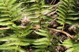 Fronde tripennée du Fanjan femelle