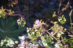 Géranium robertianum