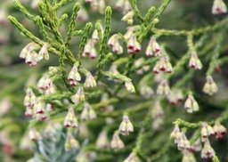 Inflorescence du Branle vert
