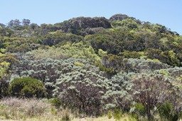 La végétation sur Le Piton de l'eau