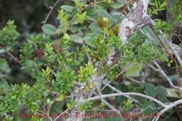 Liane savon - Embelia angustifolia - Primulacée - B