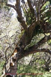 Mahot ou Dombeya- Malvacée - B