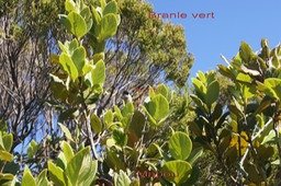 Mapou et Branle vert