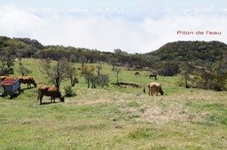 Paysage au Piton de l'eau