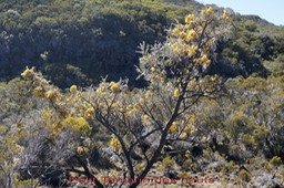 Petit Tamarin des hauts- Sophora denudata- Fabacée-B