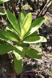 Psiadia anchusifolia- Astéracée - B