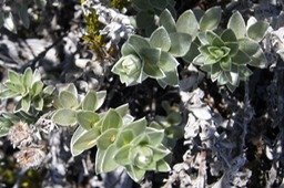 Psiadia argentea- Astéracée-B