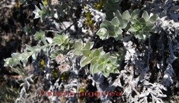 Psiadia argentea-2