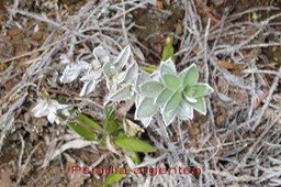 Psiadia argentea