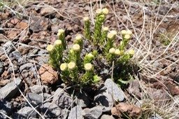 Psiadia callocephalla-Astéracée-B