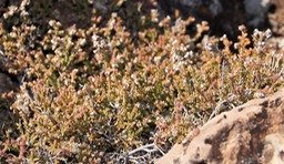 Thym marron- Erica gallioides- Ericacée-B
