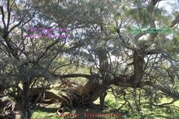 Vieux Tamarins