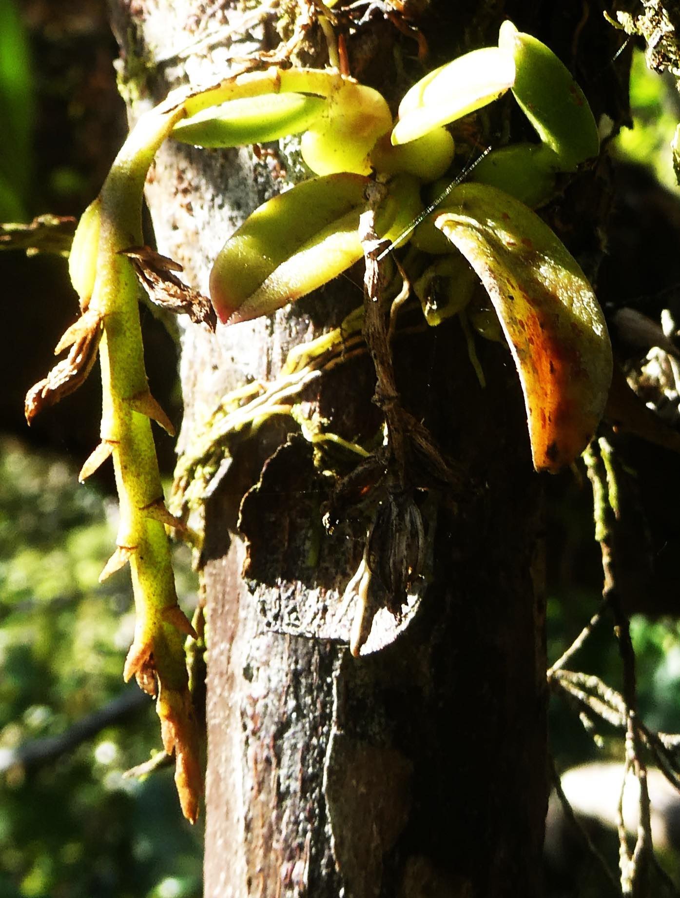 Bulbophyllum elliotii