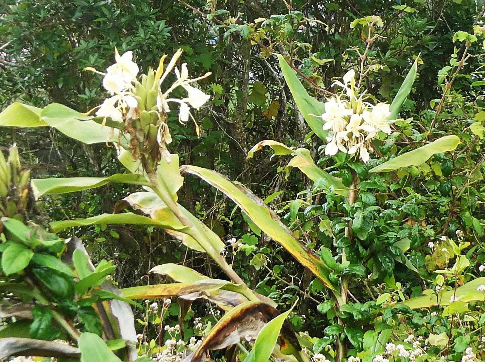 Hedychium flavescens