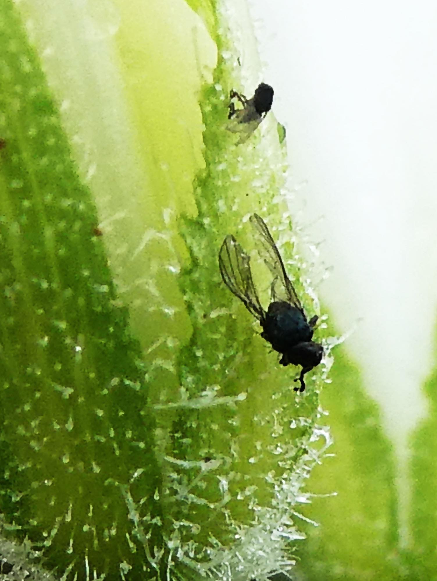 Insectes prisonniers azalée blanc (4)